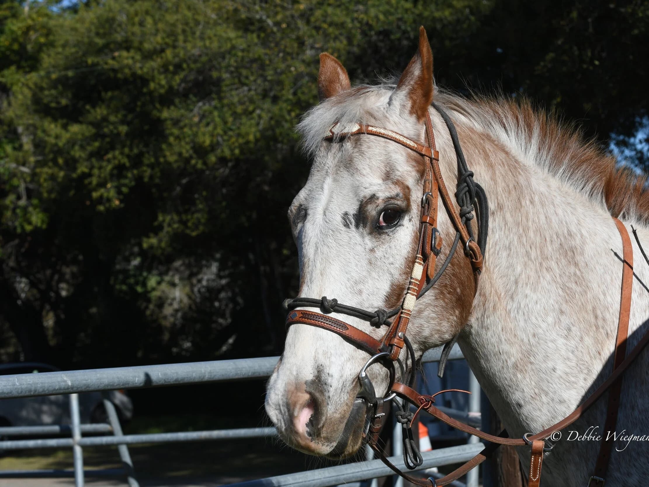 A Novato Horsemen horse at the club grounds